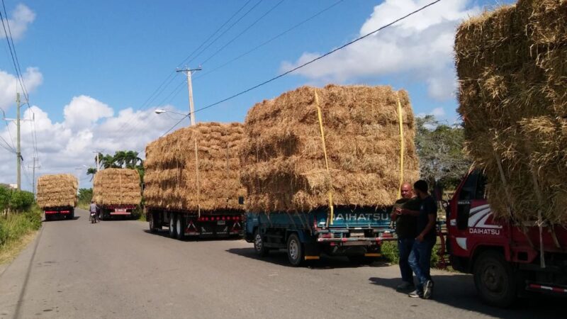 Gobierno entrega 30 mil pacas a ganaderos de Puerto Plata