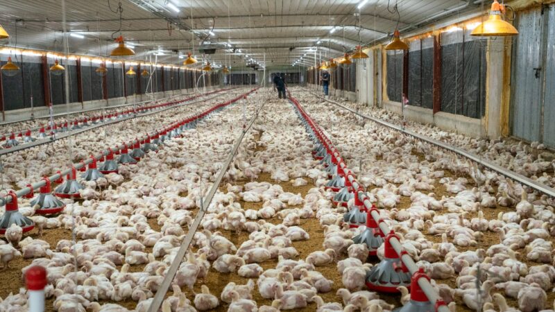 Gobierno garantiza inocuidad de la avicultura nacional; crea protocolo de vigilancia con Medio Ambiente 