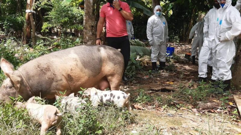 Ministro Limber Cruz afirma la Fiebre Porcina Africana está controlada en RD