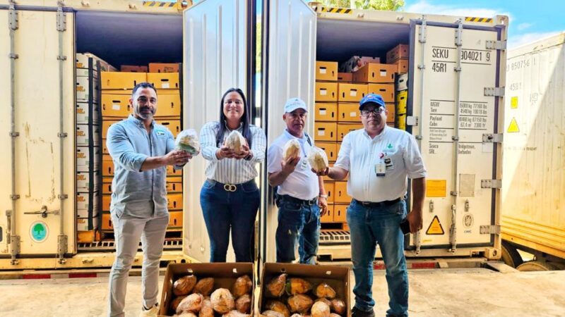 Estados Unidos recibe primeros dos contenedores de coco de agua desde República Dominicana