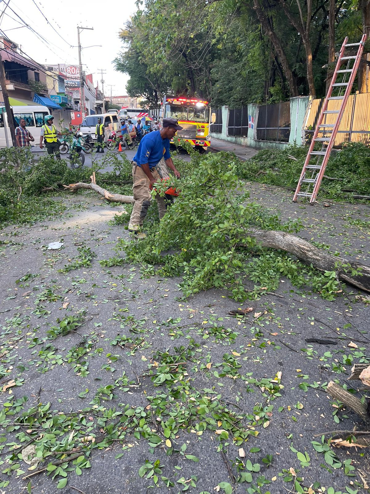 Brigadas Ayuntamiento, Cuerpo de Bomberos y Edesur retiran gigantesco árbol cayó en la calle Florencio Araújo