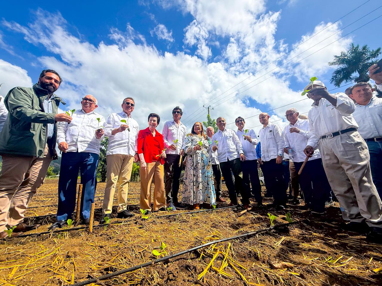 INTABACO inicia Cosecha Tabacalera 2025-2026 con siembra de más de 160 mil tareas