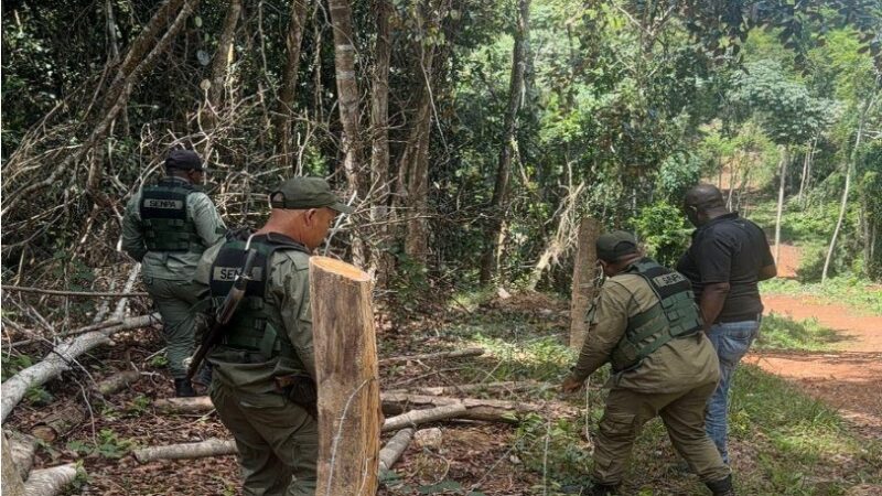 Autoridades destruyen parcelas ilegales en loma de Managua, Bayaguana, Monte Plata