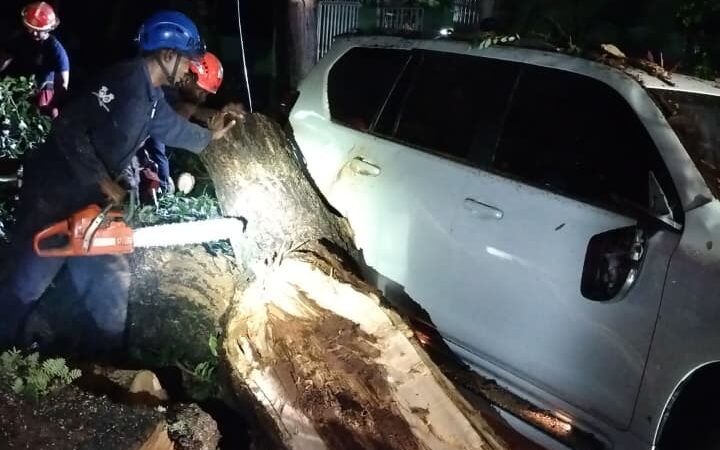 Bomberos y Alcaldía del Distrito Nacional retiran árboles caídos tras fuertes vientos