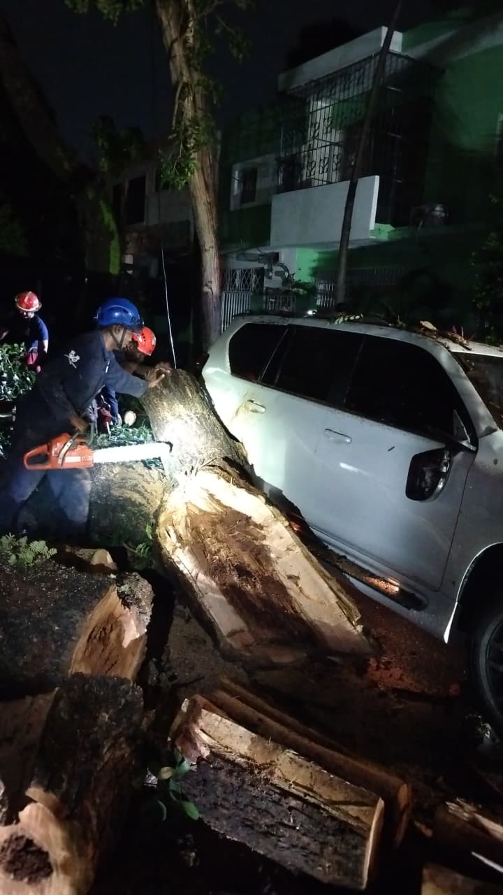 Bomberos y Alcaldía del Distrito Nacional retiran árboles caídos tras fuertes vientos