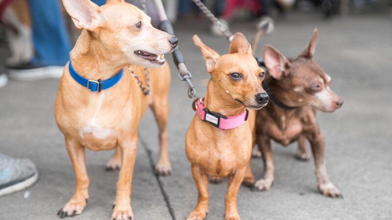 Alcaldía del Distrito Nacional esteriliza 100 perros y gatos durante jornada este fin de semana