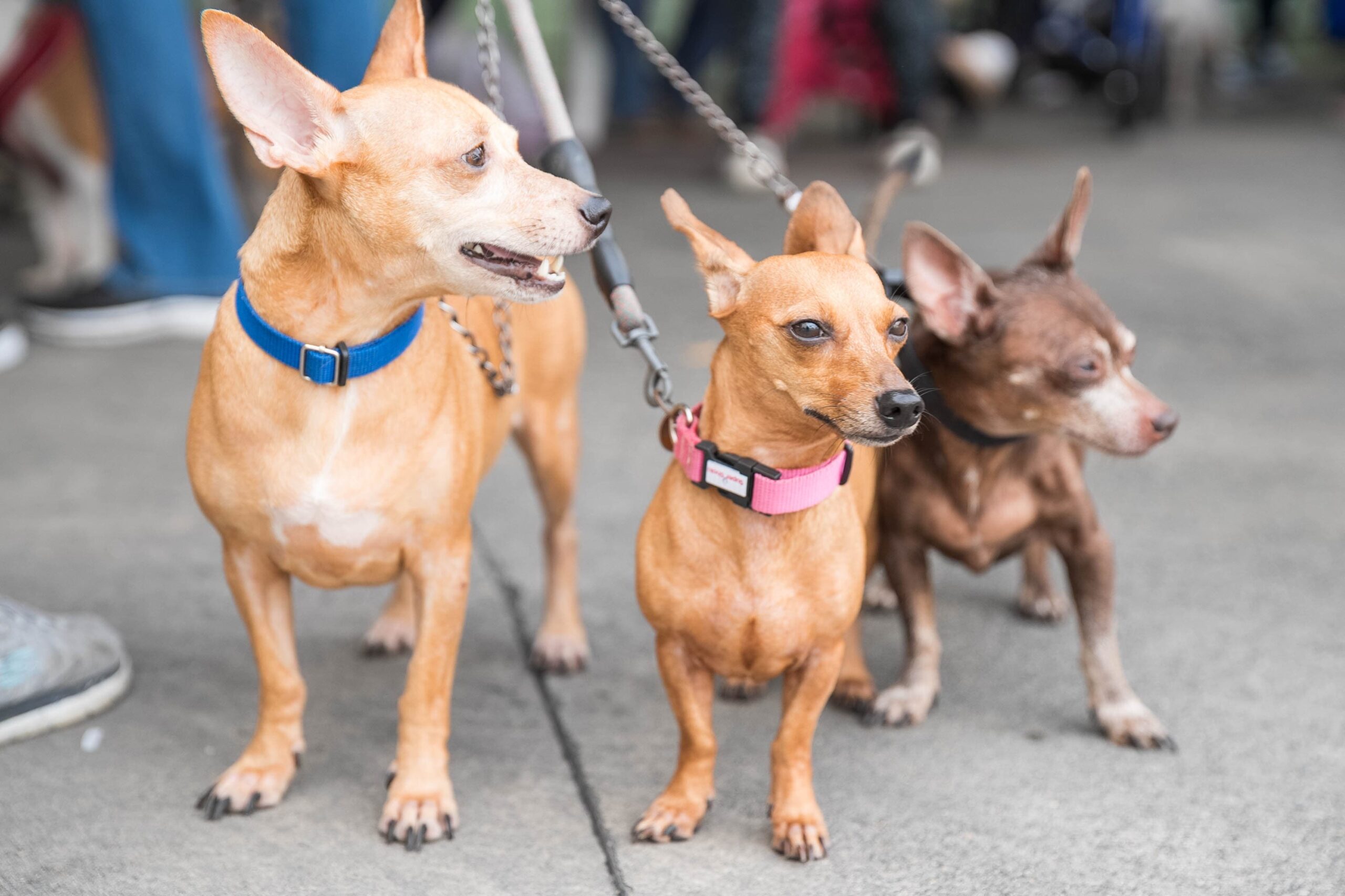 Alcaldía del Distrito Nacional esteriliza 100 perros y gatos durante jornada este fin de semana