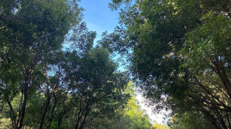 Medio Ambiente lleva ante la justicia caso por graves daños ambientales; tribunal impone medidas de coerción